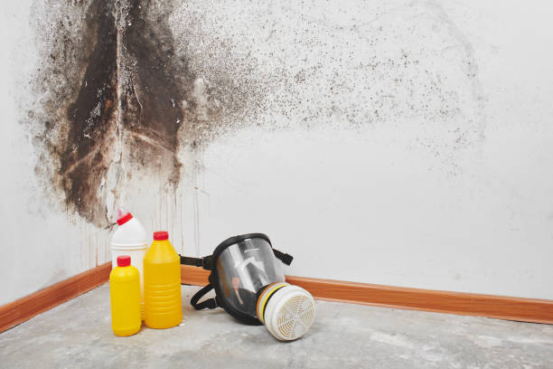 Best Mold Cleaning Services  in West Sand Lake, NY