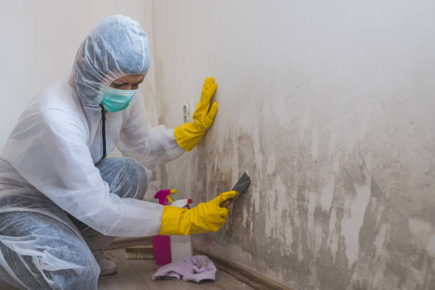 Best Best Mold Removal Companies  in West Sand Lake, NY