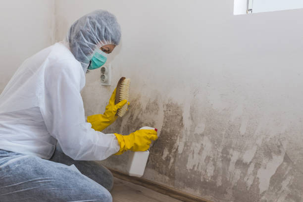 Best Toxic Mold Removal  in West Sand Lake, NY