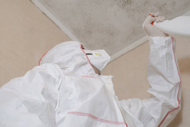 Best Black Mold Removal  in West Sand Lake, NY