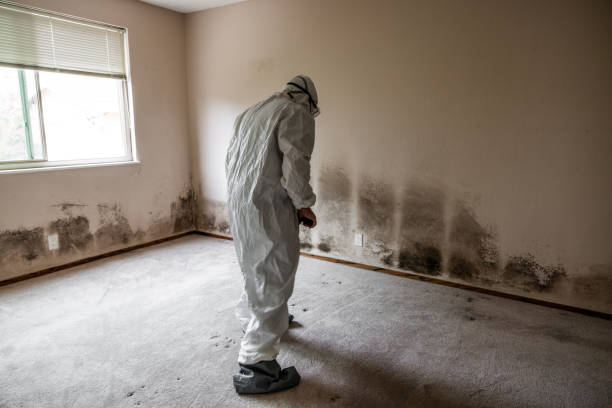 Professional Mold Removal in West Sand Lake, NY